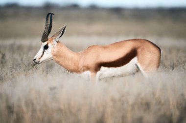 Yetişkin erkek Springbok Savannah içinde yürüyüş.