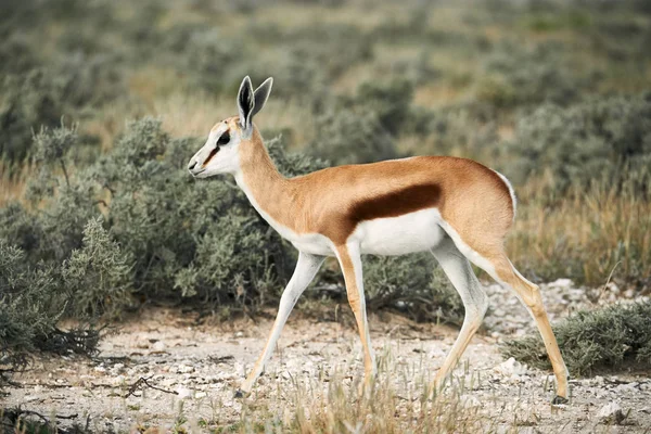 Giovane springbok a piedi nella savana . — Foto Stock