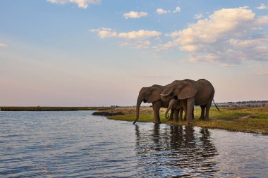 İki yetişkin filler ve küçük bir (Loxodonta Africana) içecek bir