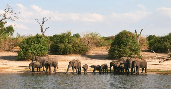 Flock elefanter drinkar längs floden. — Stockfoto