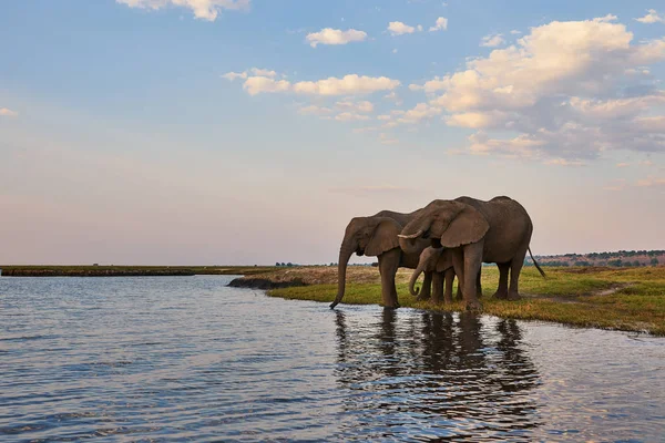 Två vuxna elefanter och en liten en (Loxodonta Africana) dricker en — Stockfoto