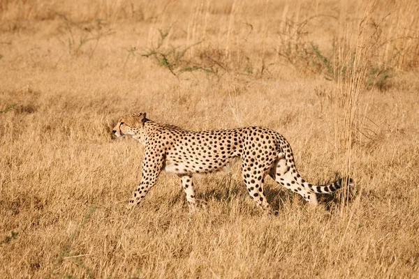 Cheetah, (Acinonix jubatus) — Stock Photo, Image