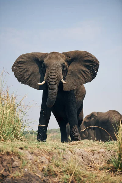 Группа больших слонов, Loxodonta africana . — стоковое фото