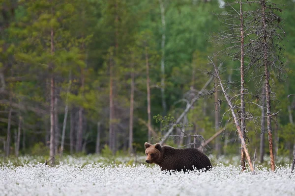 Braunbär (ursus arctos) spaziert durch das Baumwollgras. — Stockfoto