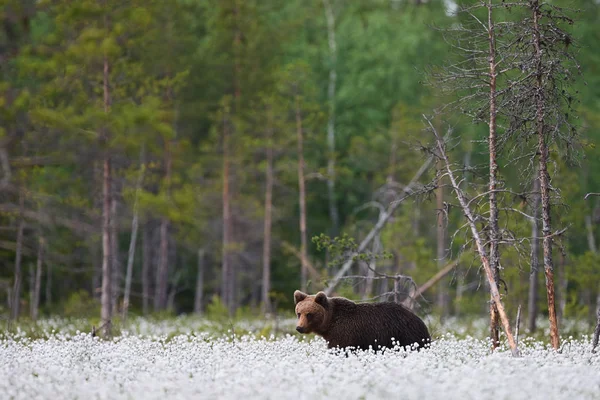 Kahverengi ayı (Ursus arctos) pamuk çim arasında yürür. — Stok fotoğraf