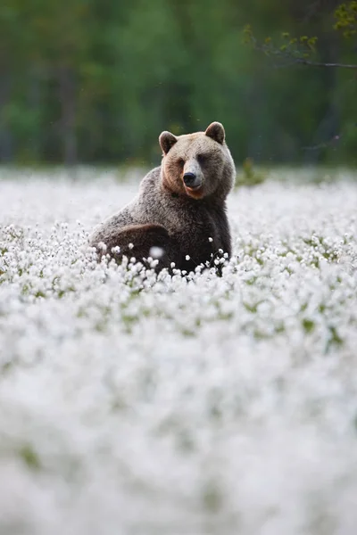 Urso-pardo (Ursus arctos) caminha entre a grama de algodão . — Fotografia de Stock