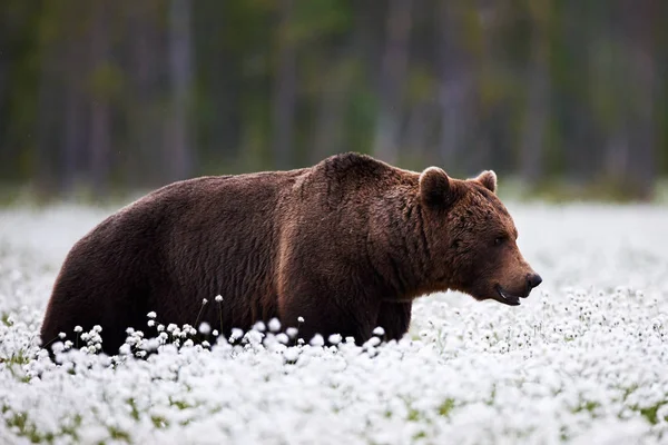 Barna medve (Ursus arctos) sétál között pamut fű. — Stock Fotó