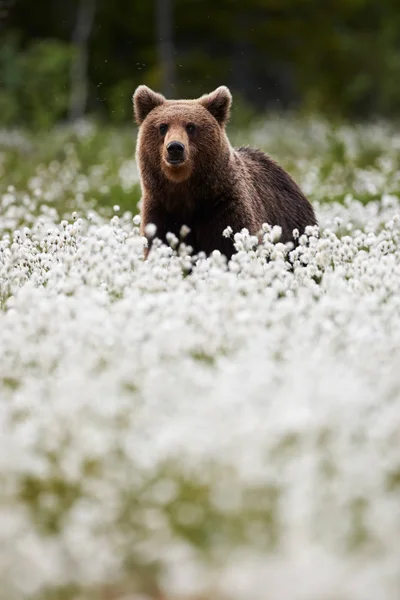 Urso-pardo (Ursus arctos) caminha entre a grama de algodão . — Fotografia de Stock