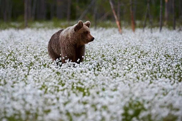 Braunbär (ursus arctos) spaziert durch das Baumwollgras. — Stockfoto