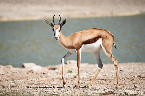 Spring bok (Antidorcas marsupialis), ett afrikanskt däggdjur. — Stockfoto