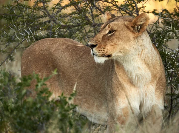 Lejoninna i den afrikanska bushen — Stockfoto