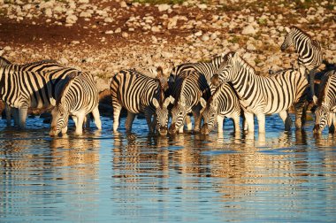 Bayağı Zebra (Equus quagga burchellii) bir su birikintisinin iç