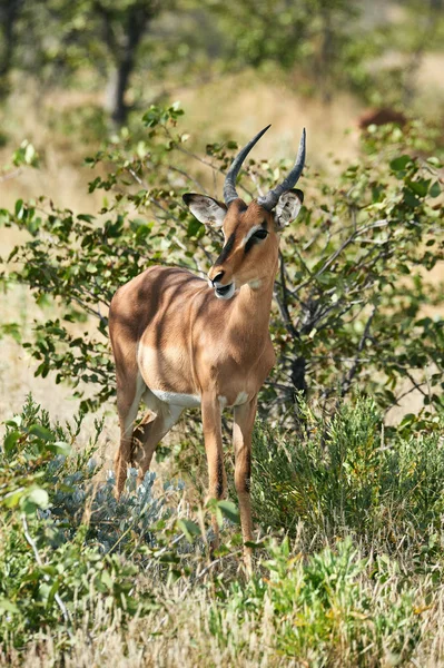 Impala-de-faces-negras (Aepyceros melampus petersi ) — Fotografia de Stock