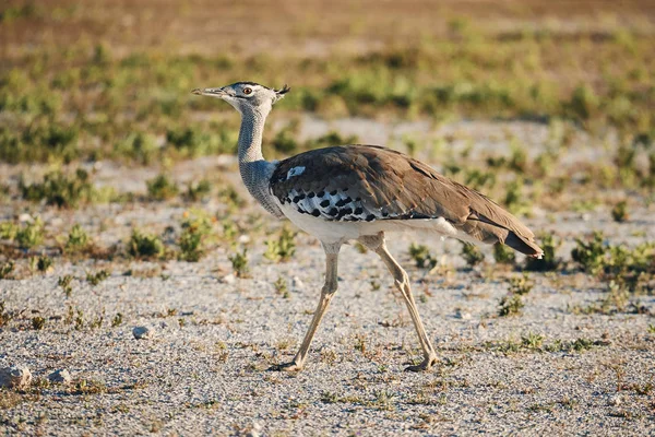 Kori bustard in the savannah — Stock Image Kori bustard in the savannah Stock Image