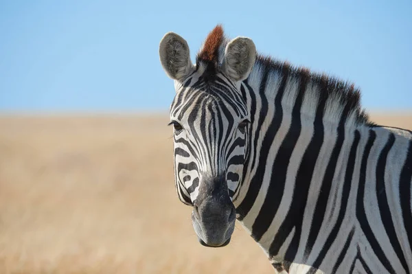 Beautiful plain zebra (Equus quagga) portrait.