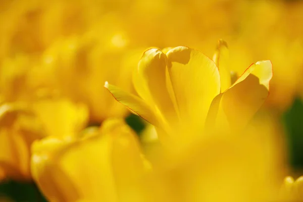 Beautiful yellow tulip. — Stock Photo, Image