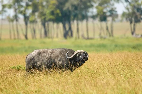 Buffalo africano o bufalo del capo (Syncerus Caffer) — Foto Stock