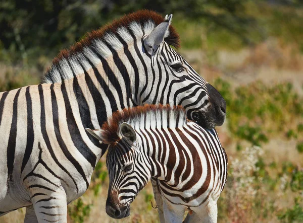 Mamma zebra och hennes unge — Stockfoto