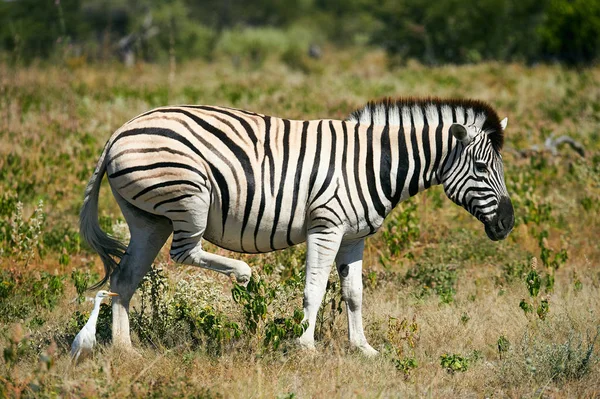 Красивая зебра и цапля . — стоковое фото