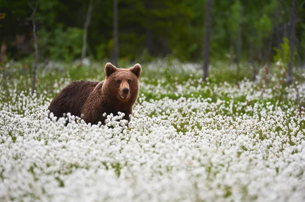 Kahverengi ayı (Ursus arctos) pamuk çim arasında yürür. — Stok fotoğraf