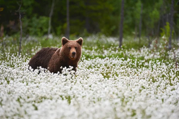 Urso-pardo (Ursus arctos) caminha entre a grama de algodão . — Fotografia de Stock