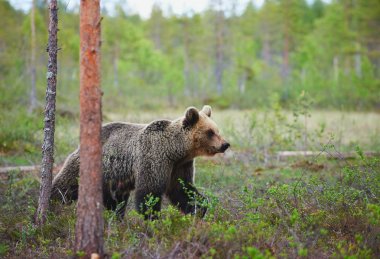 Kahverengi Ayı (Ursus arctos) ön fotoğraflandı.