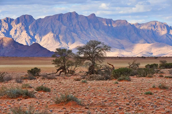 Namibias vakre landskap – stockfoto