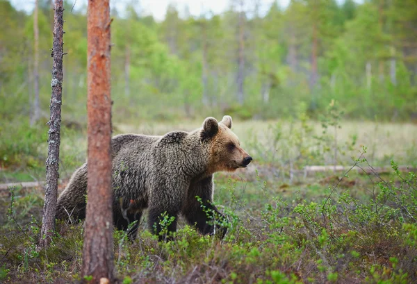 Браун ведмідь (Ursus arctos) сфотографували фронта. — стокове фото