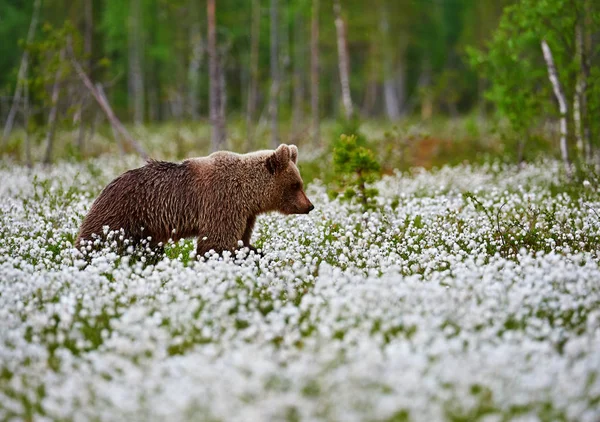 Medvěd hnědý (Ursus arctos) se pohybuje mezi bavlněnou trávou. — Stock fotografie