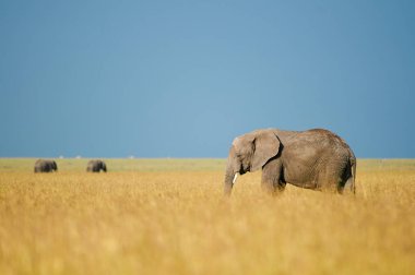 Afrika fil (Loxodonta Africana) bir safa sırasında fotoğraflandı