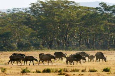Afrika Buffaloes sürüsü (Syncerus caffer).