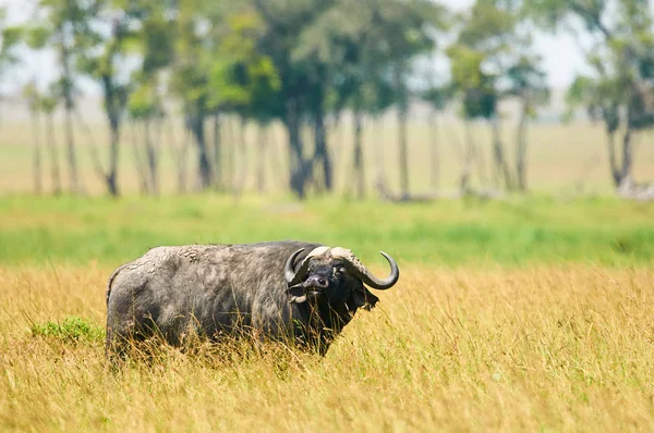 Buffalo afrykańskie lub przylądek Buffalo (Syncerus Caffer) — Zdjęcie stockowe