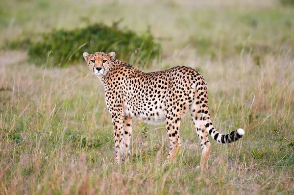 Cheetah (Acinonyx jubatus) in the african savannah. — Stock Photo, Image
