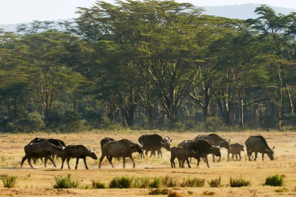 Herd of African buffaloes (Syncerus caffer). — Stock Photo, Image