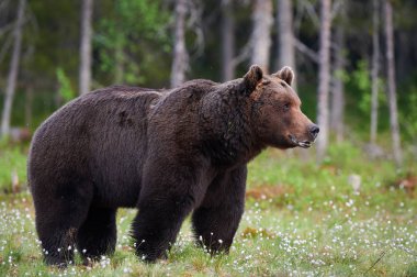 Ormanda büyük boz ayı (Ursus arctos)