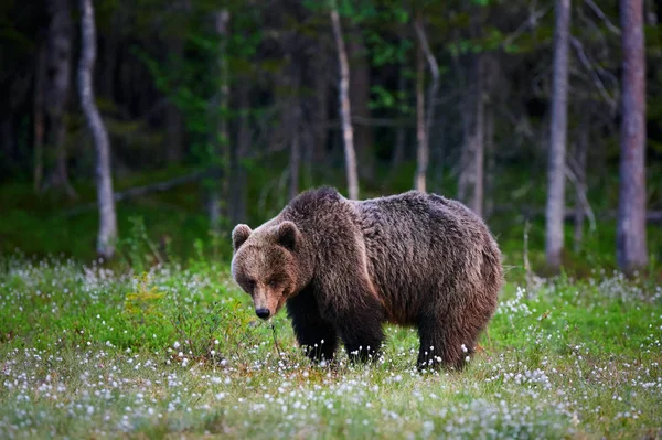 Oso pardo grande (Ursus arctos) en el bosque — Foto de Stock