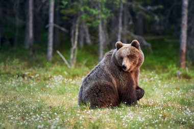 Ormanda büyük boz ayı (Ursus arctos)
