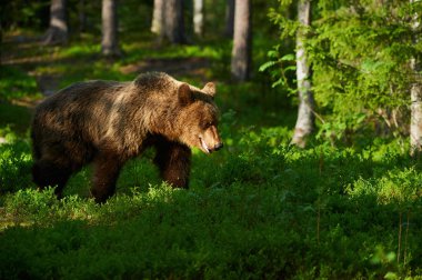 Ormanda erkek boz ayı (Ursus arctos)