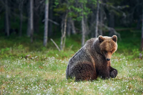 Nagy barna medve (Ursus arctos) az erdő — Stock Fotó