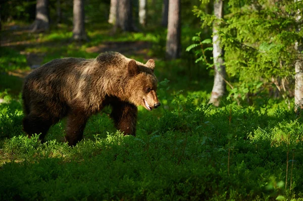 Мужчина бурый медведь (Ursus arctos) в лесу — стоковое фото