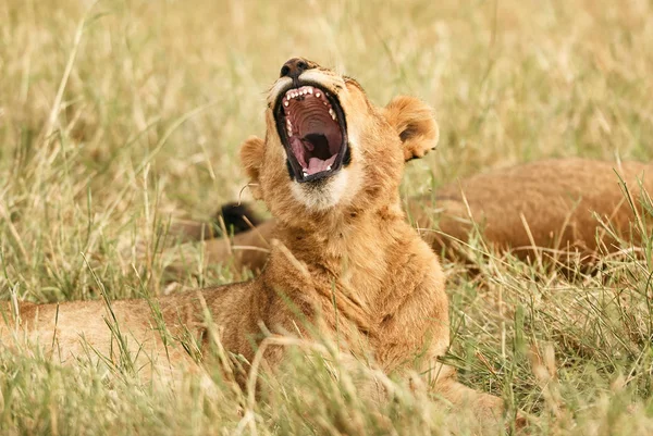 Lejon unge (Panthera pardus). — Stockfoto