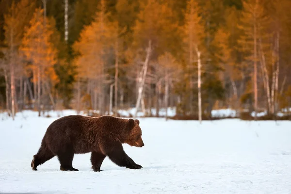 Bruine beer wandelen in de sneeuw — Stockfoto