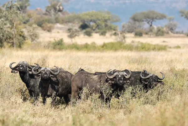 Grupo de búfalos africanos (Syncerus caffer ). — Fotografia de Stock