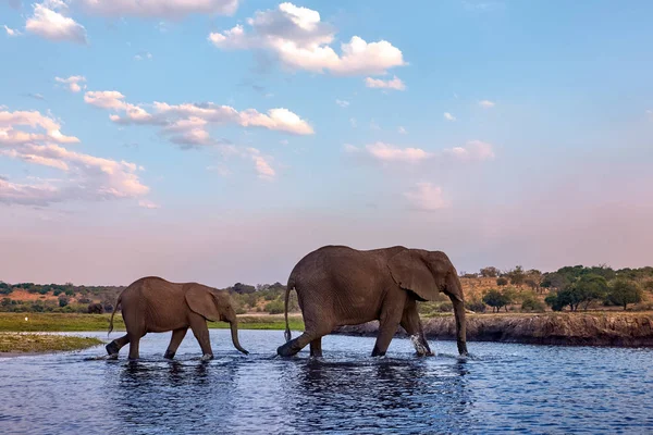 Mamma elefant och hennes barn. — Stockfoto