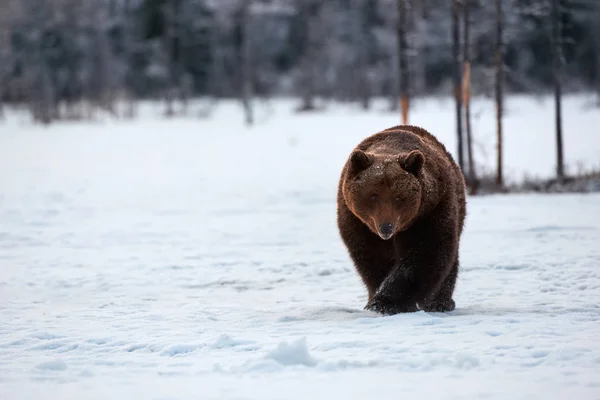 Barna medve séta a hóban — Stock Fotó