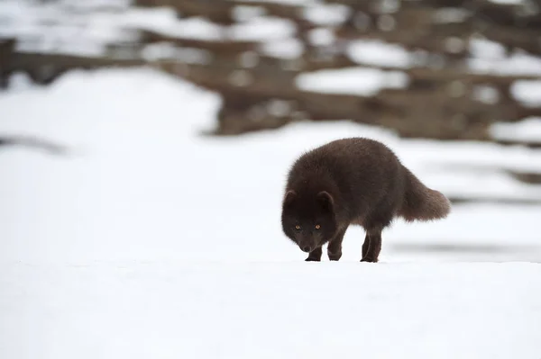 Linda raposa ártica azul (Alopex lagopus) na neve . — Fotografia de Stock