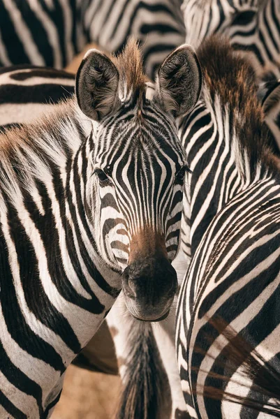 Portrait of a zebra among his fellows. — Stock Photo, Image