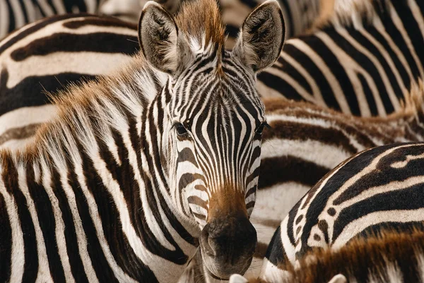 Porträt eines Zebras unter seinen Gefährten. — Stockfoto