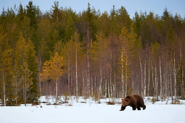 Orso bruno che cammina nella neve — Foto Stock