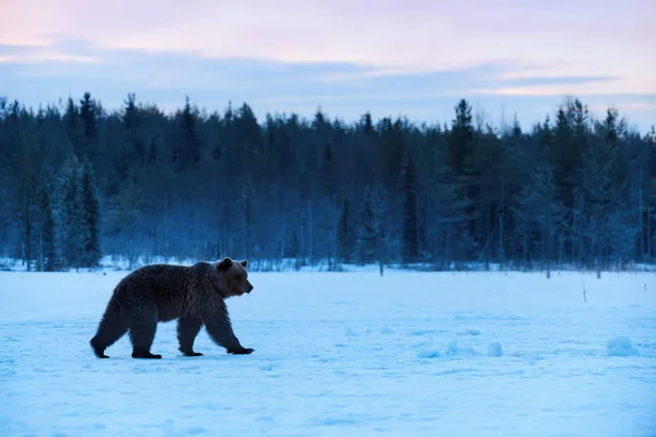 大雪中的棕熊 — 图库照片